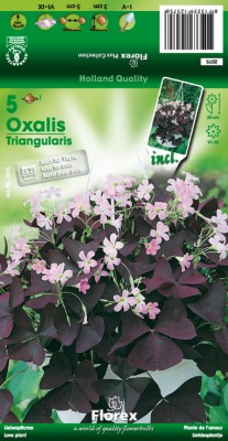 Zomerbollen en vaste planten Diverse soorten Geluks Klavertje Vier Oxalis per 5 Geluks Klavertje Vier Oxalis per 5 (a6292) Zomerbollen en vaste planten Diverse soorten Geluks Klavertje Vier Oxalis per 5 Geluks Klavertje Vier Oxalis per 5 (a6292)
